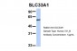 SLC33A1 antibody - middle region